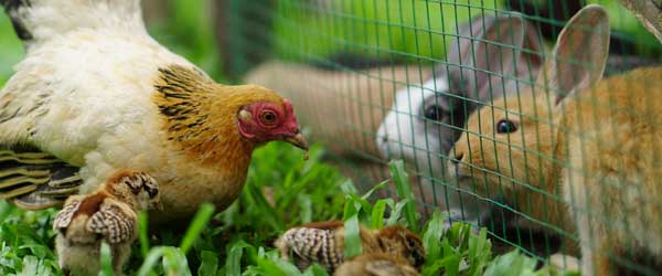 Hühner und Kaninchen im Garten vor Zaun